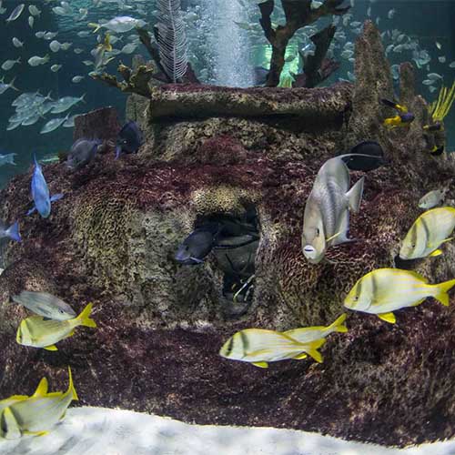 Florida Keys Aquarium